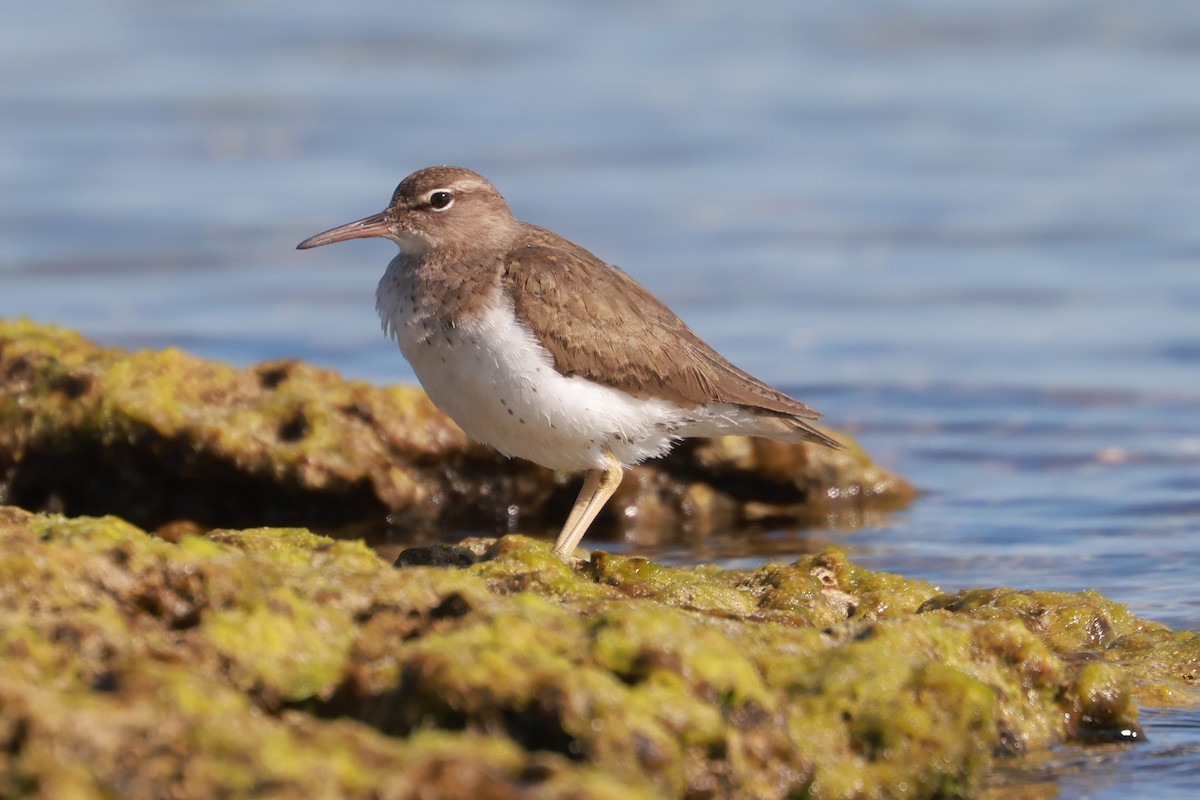 Spotted Sandpiper - ML628857977