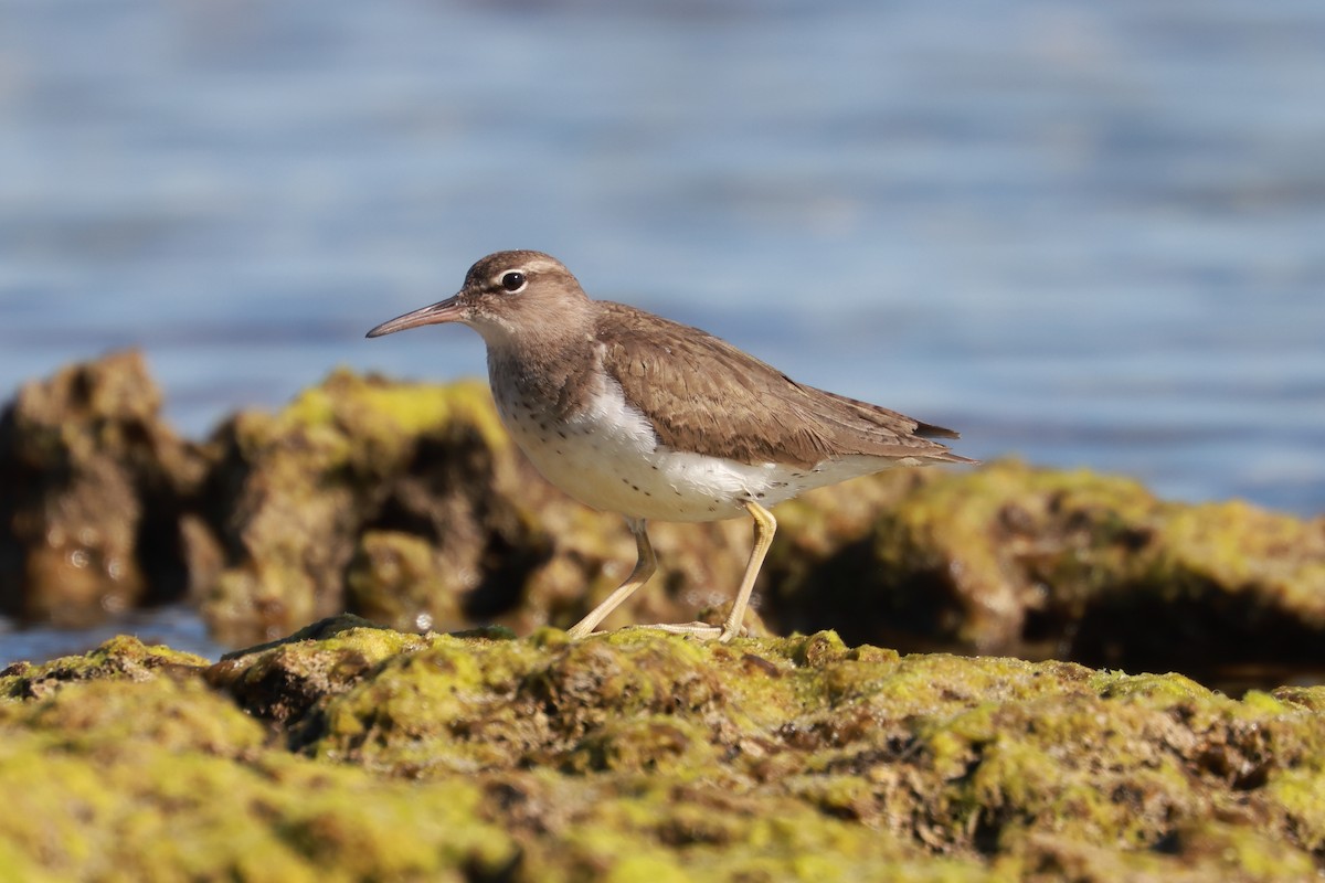 Spotted Sandpiper - ML628858031