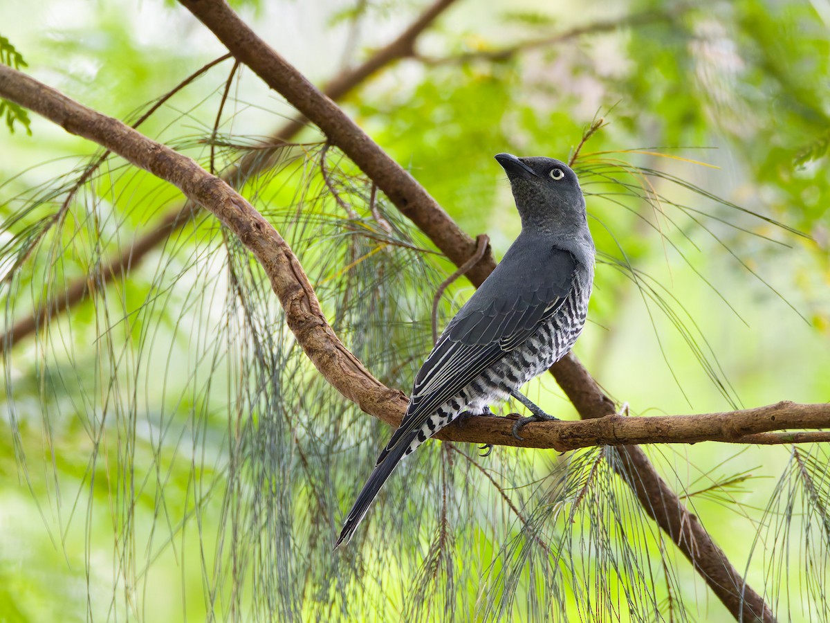 Bar-bellied Cuckooshrike (Philippine) - ML628858085