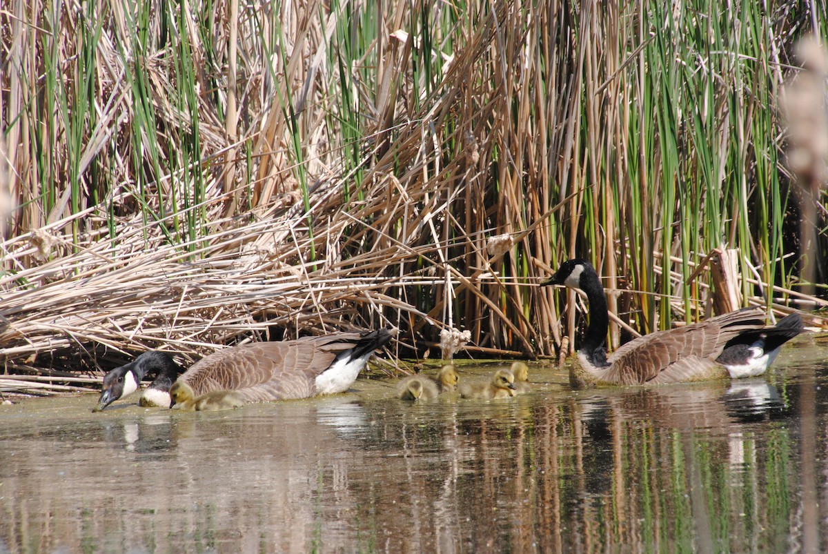 Bernache du Canada - ML628858095