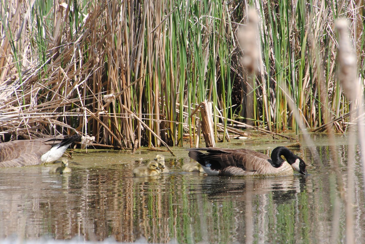 Bernache du Canada - ML628858096