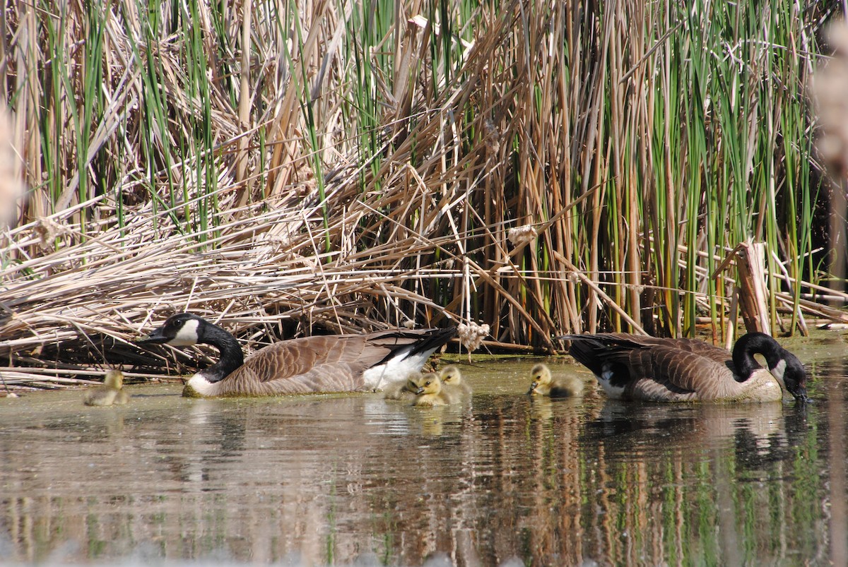 Bernache du Canada - ML628858097
