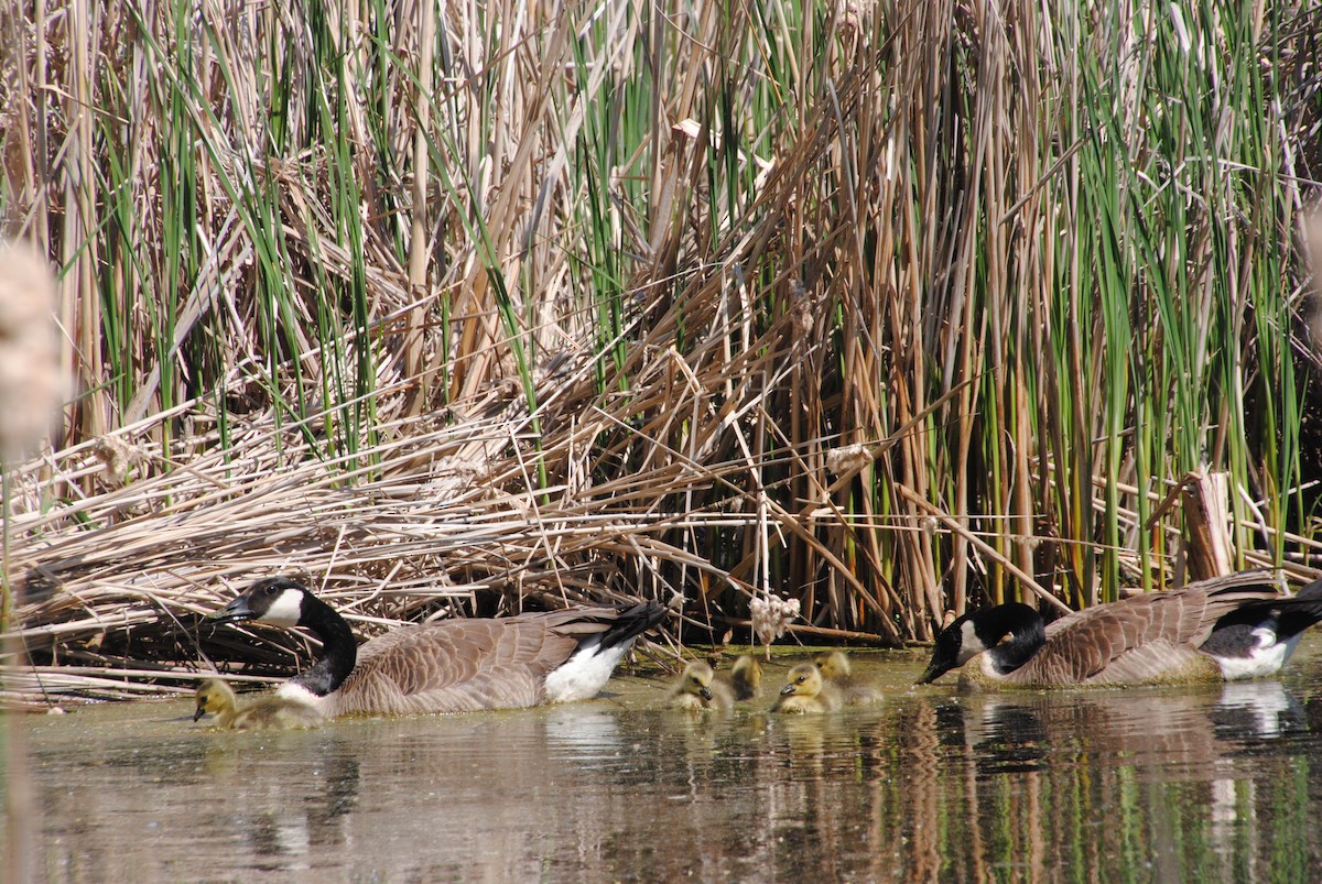 Bernache du Canada - ML628858098