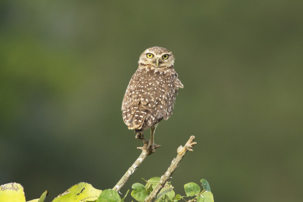 Burrowing Owl (grallaria) - ML628858102