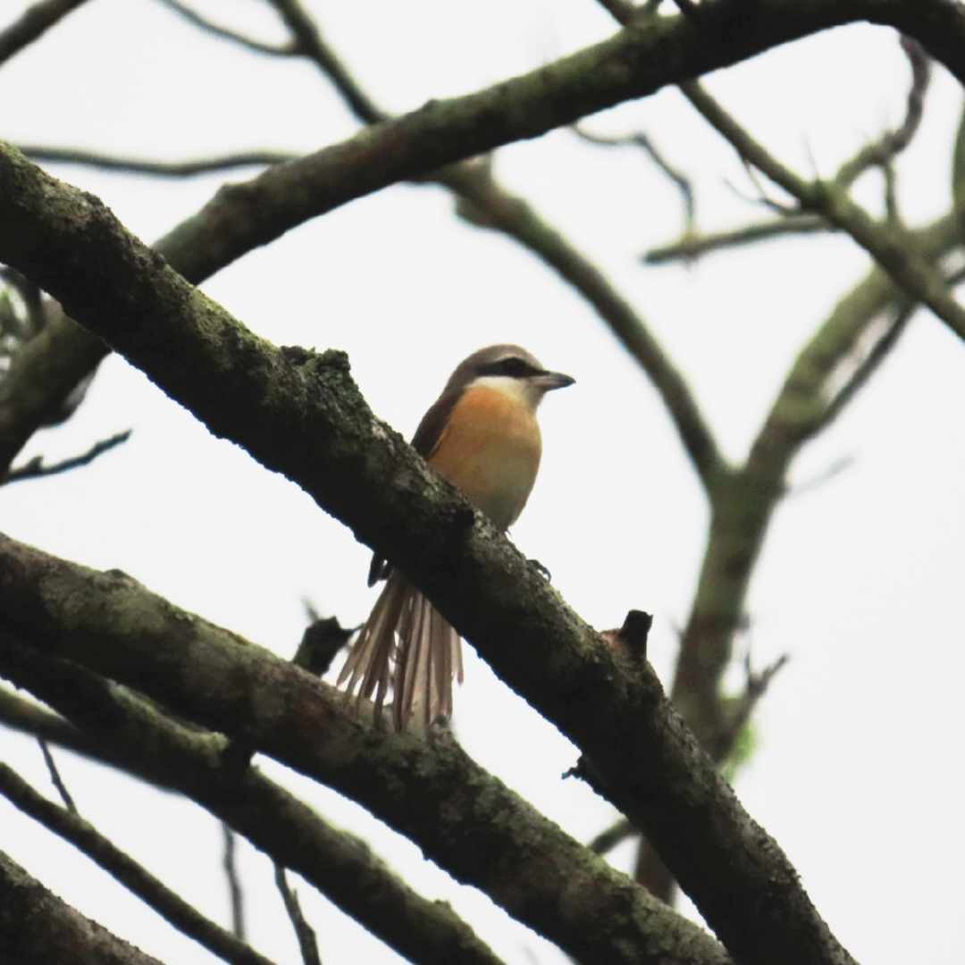 Brown Shrike - ML628858104