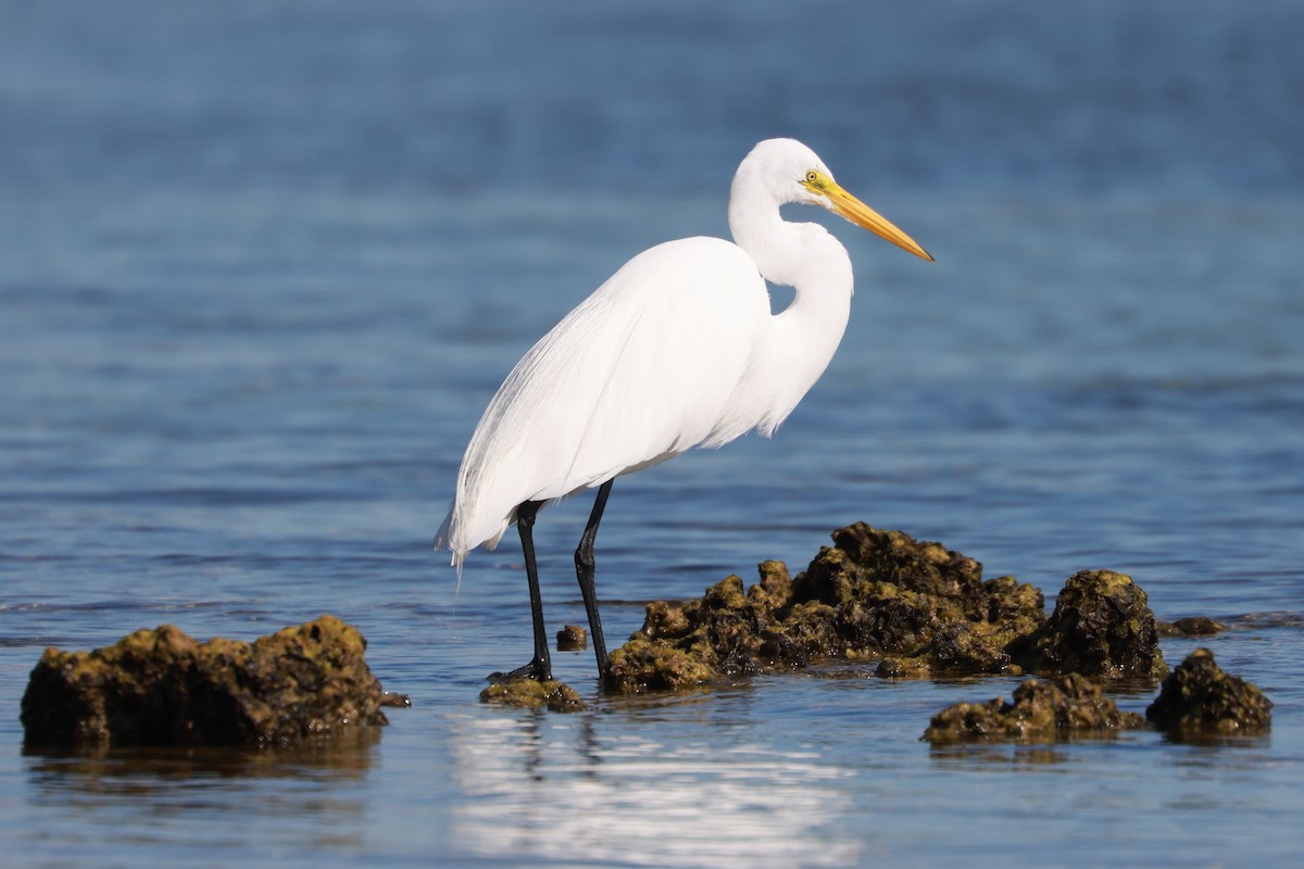 Great Egret - ML628858114