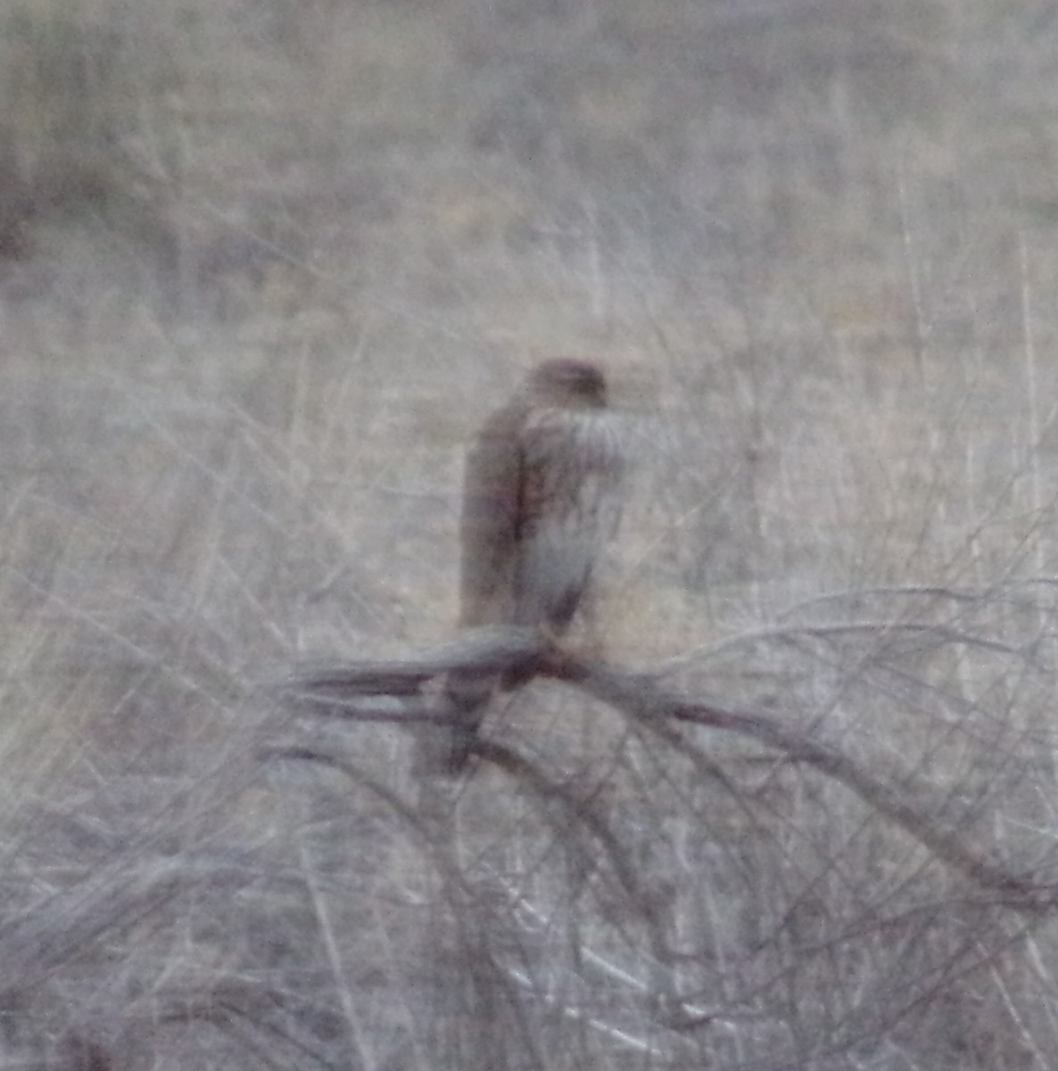 hawk sp. - ML628858158