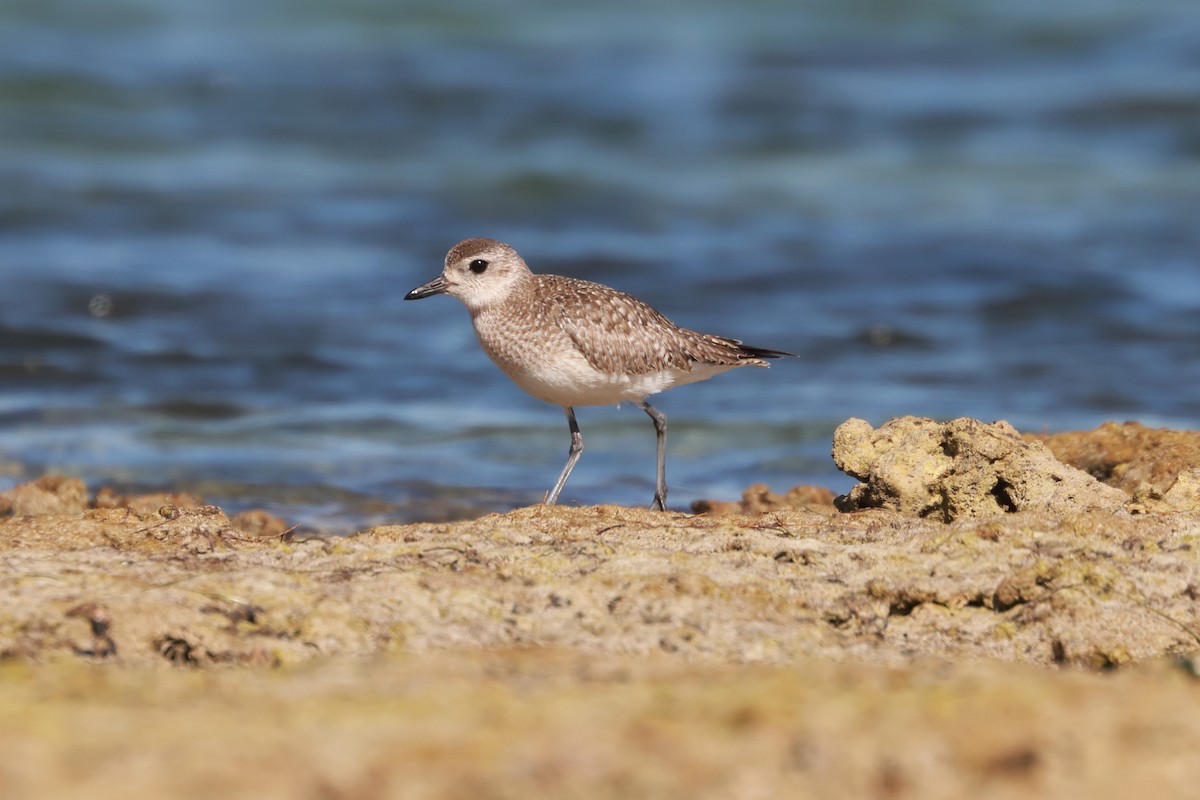 Black-bellied Plover - ML628858185