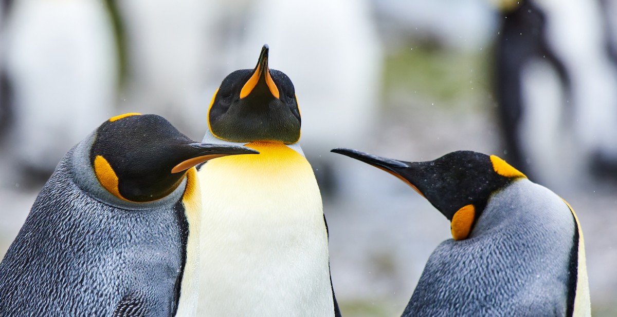 King Penguin - ML628858416