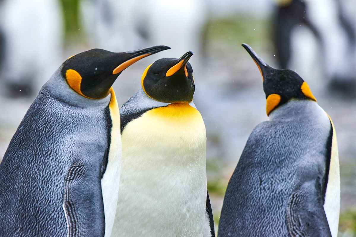 King Penguin - ML628858417