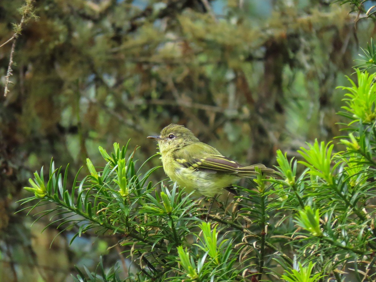 Mottle-cheeked Tyrannulet - ML628858572