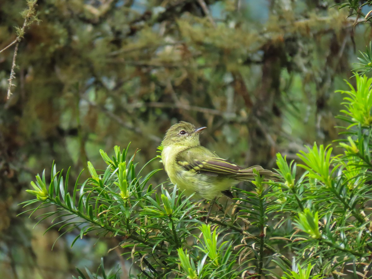 Mottle-cheeked Tyrannulet - ML628858573