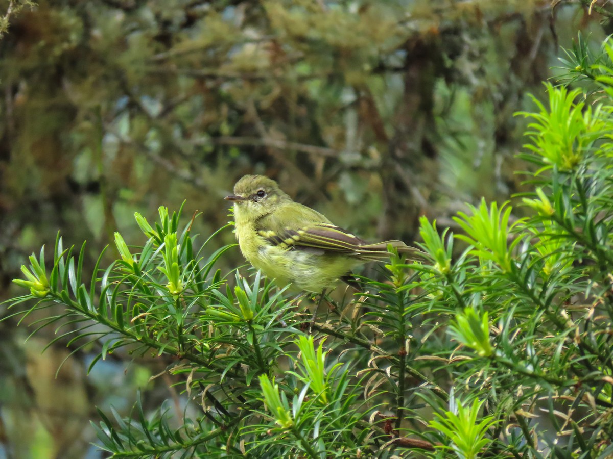 Mottle-cheeked Tyrannulet - ML628858574