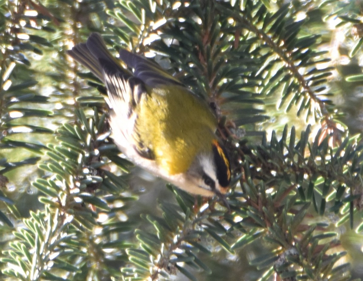 Common Firecrest - ML628858598
