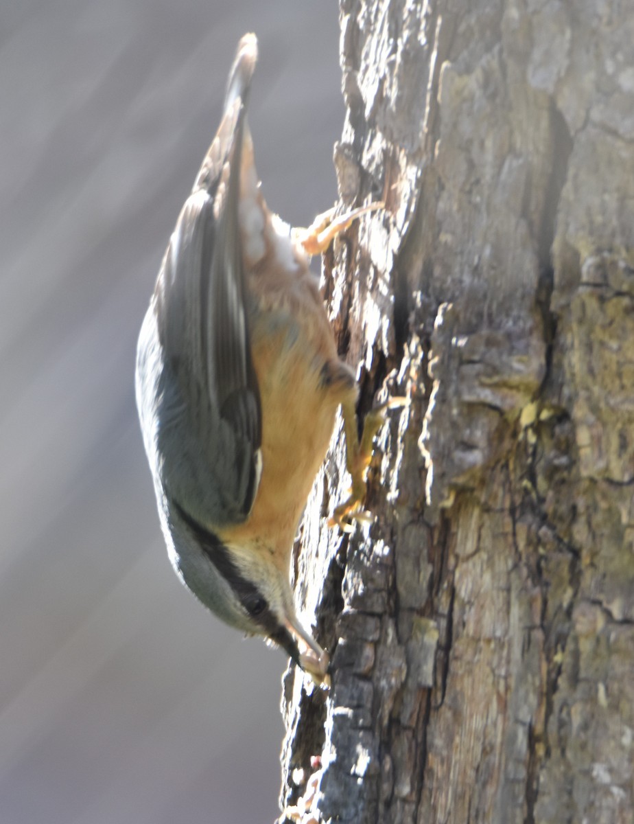 Eurasian Nuthatch - ML628858603