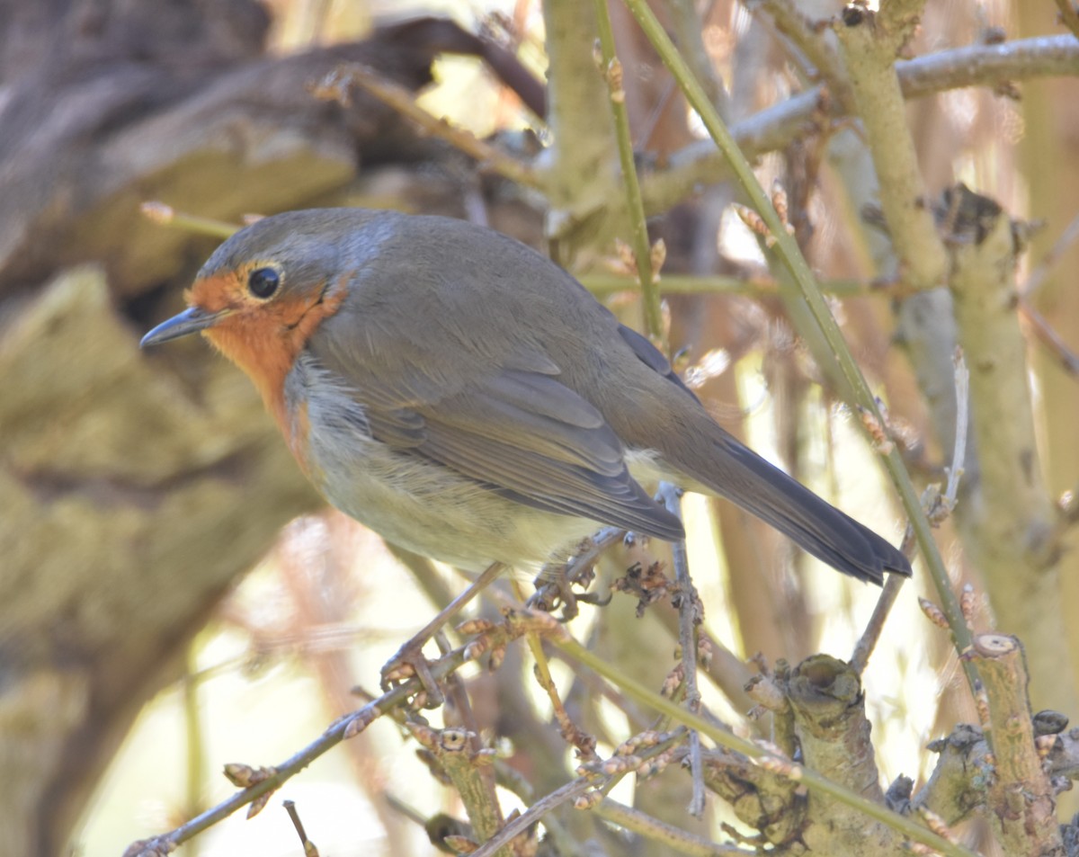 European Robin - ML628858611