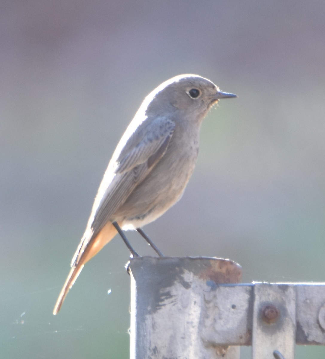 Black Redstart - ML628858616