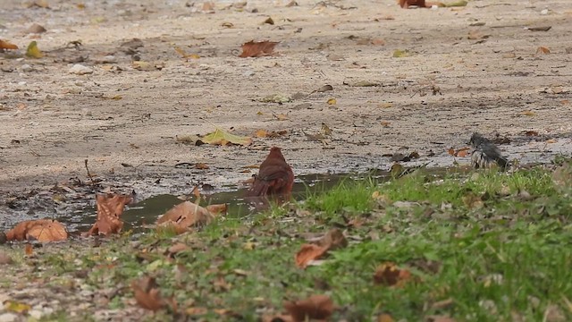 Northern Cardinal - ML628858636