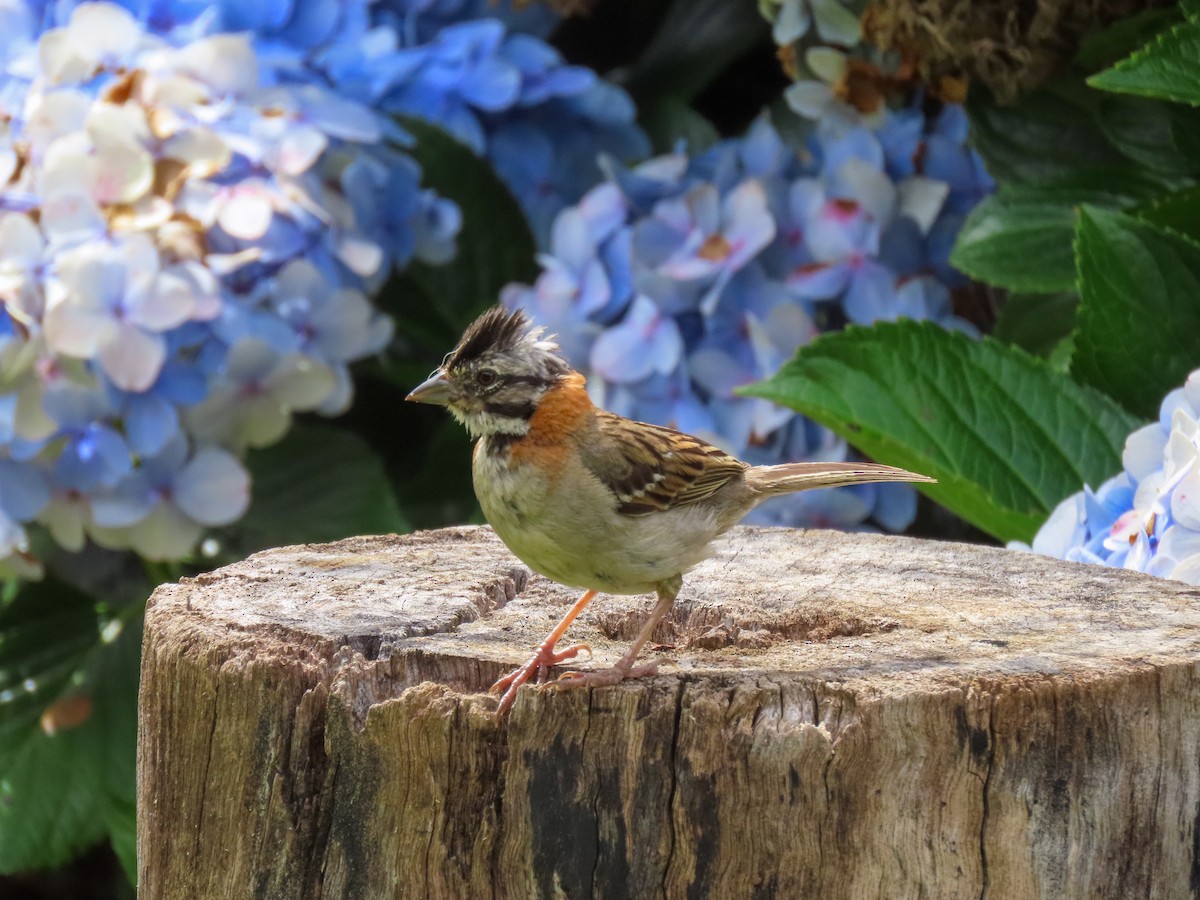 Rufous-collared Sparrow - ML628858675