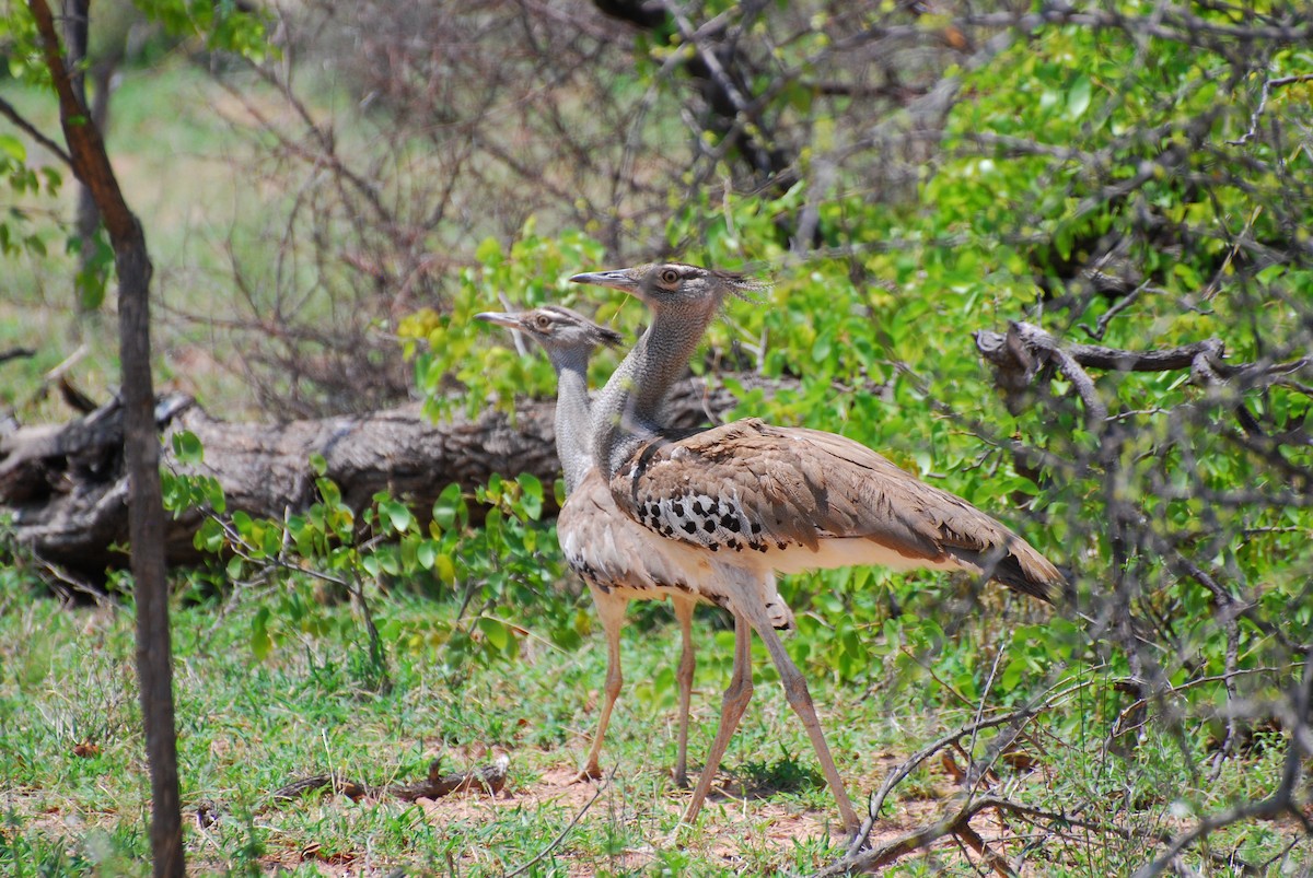 Kori Bustard - ML628858816