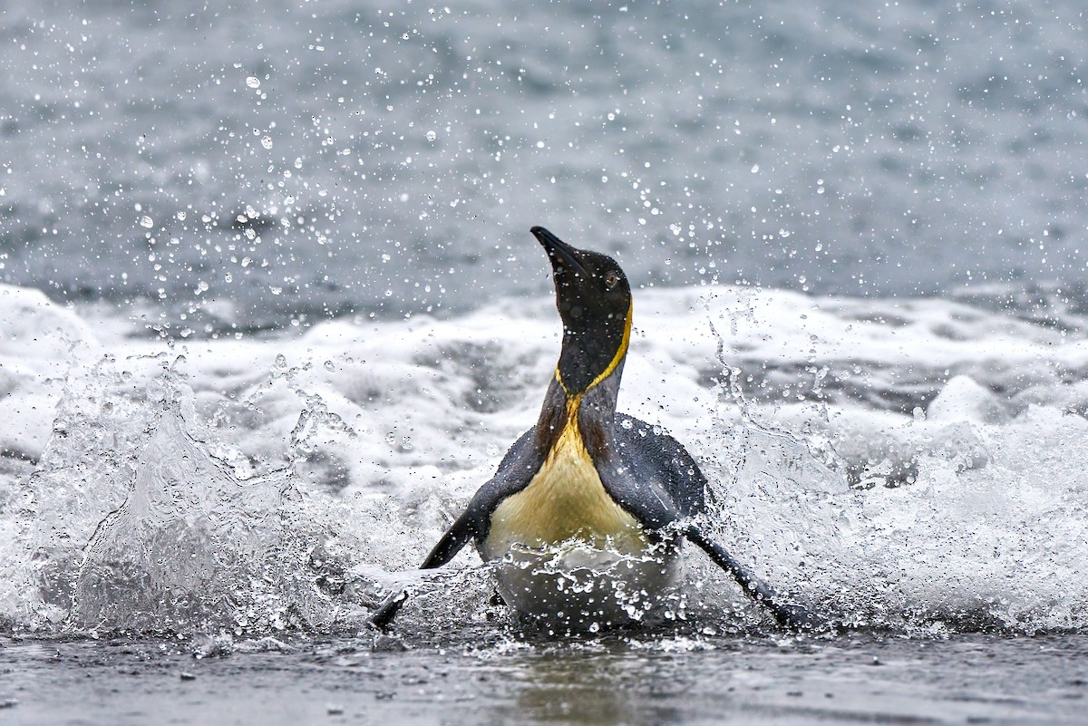 King Penguin - ML628858821