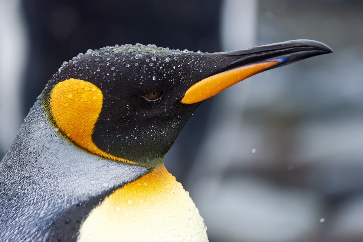 King Penguin - ML628858822