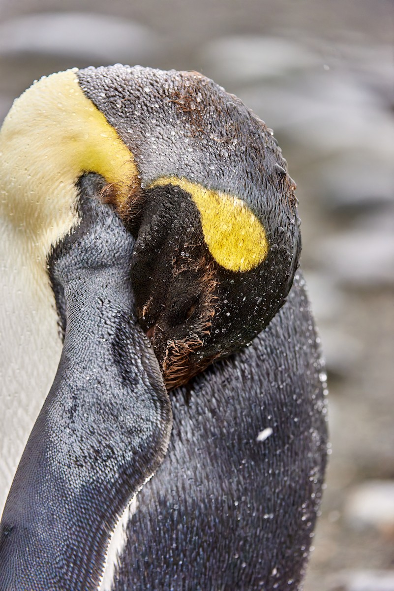 King Penguin - ML628858823