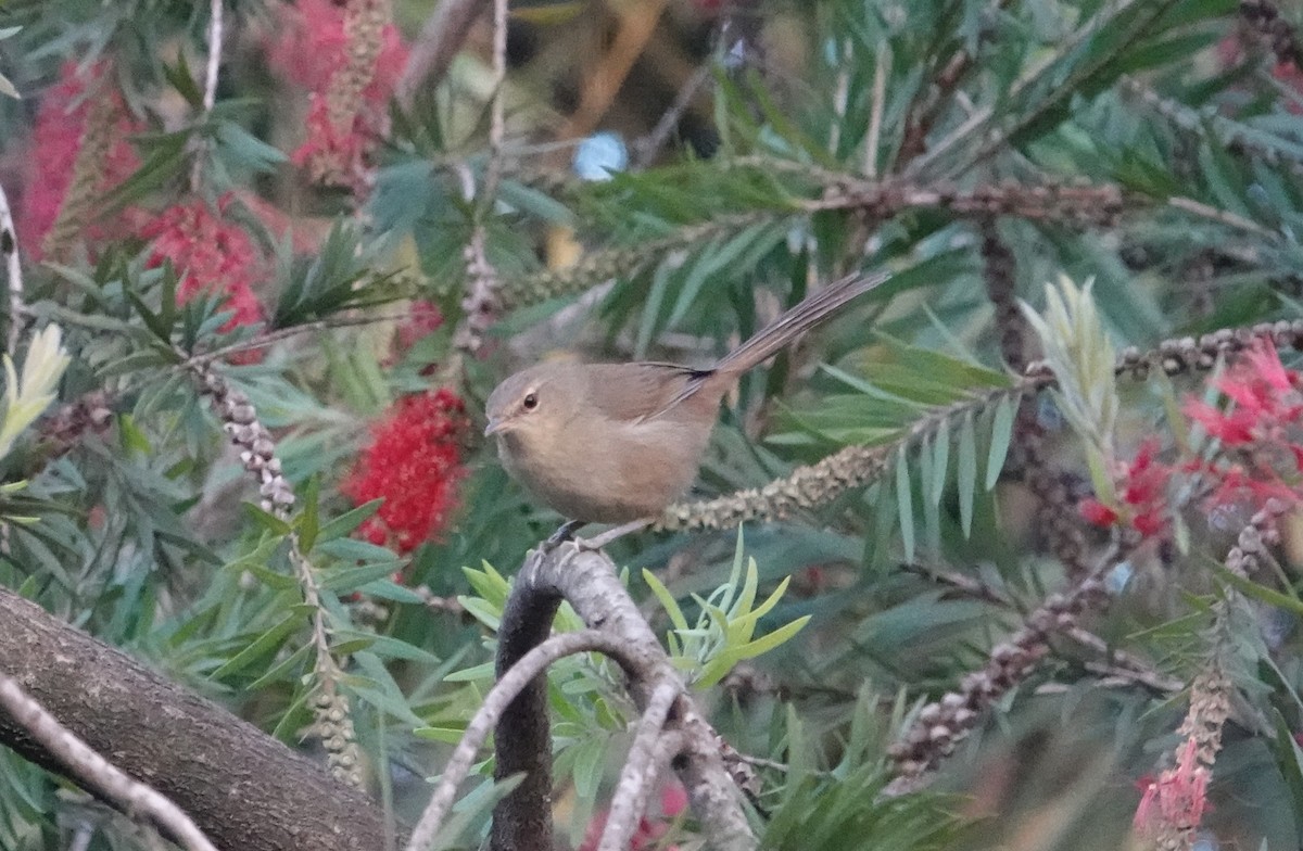 Malagasy Brush-Warbler - ML628858825