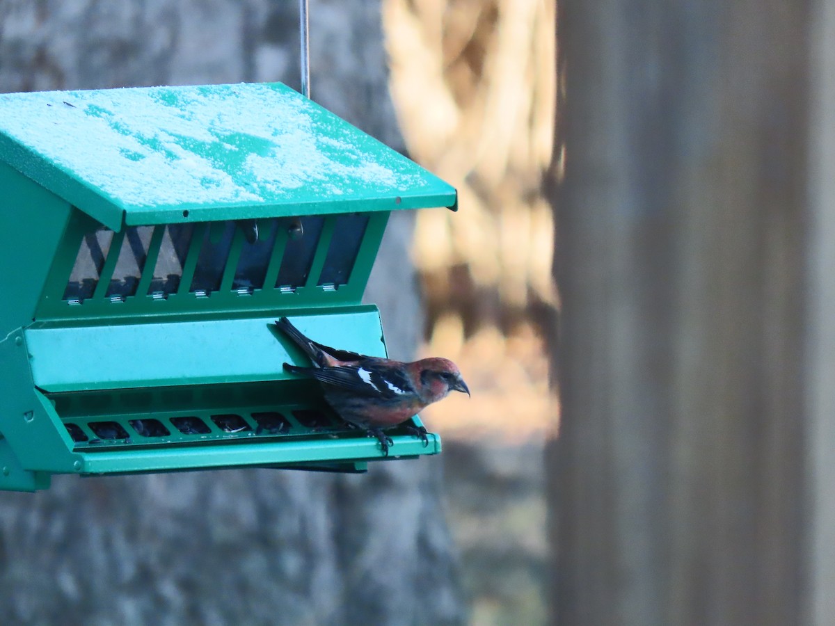 White-winged Crossbill - ML628858853