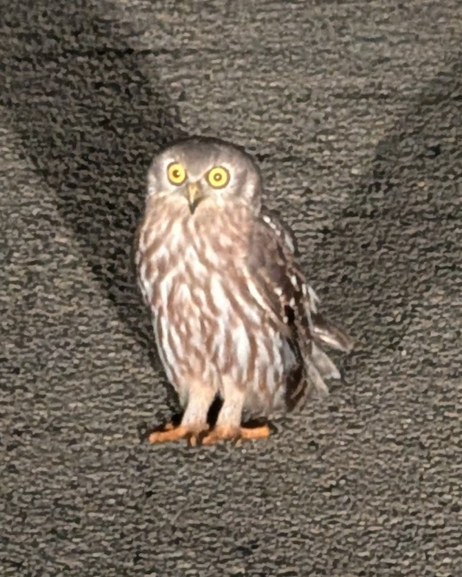 Barking Owl - ML628858856
