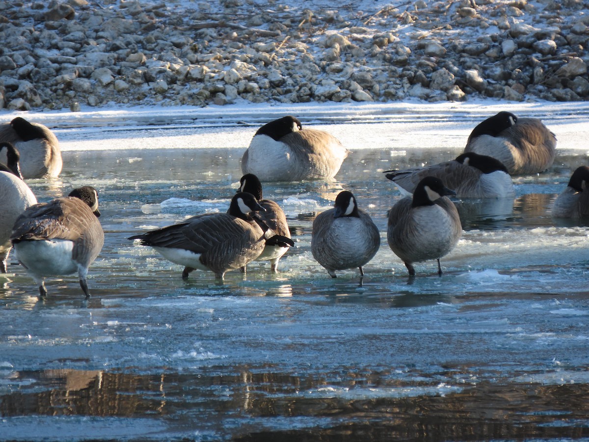 Cackling Goose - ML628858861