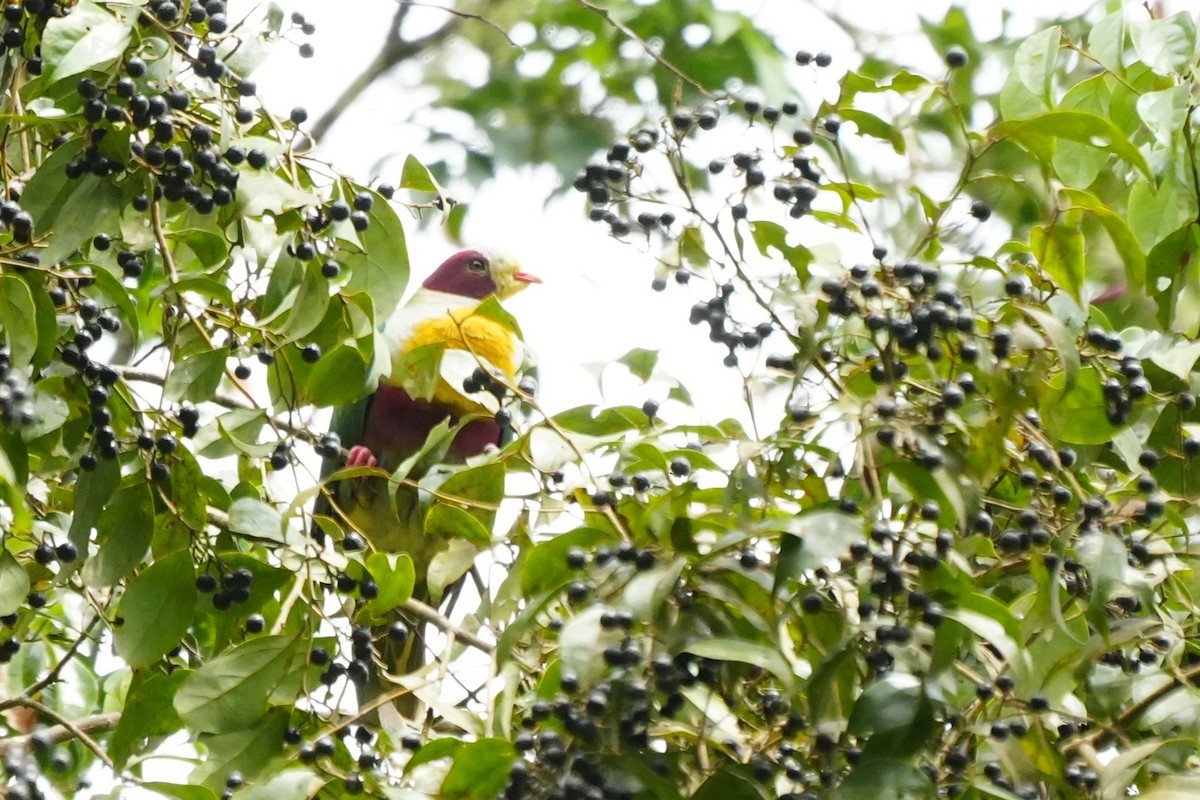 Yellow-breasted Fruit-Dove - ML628858914