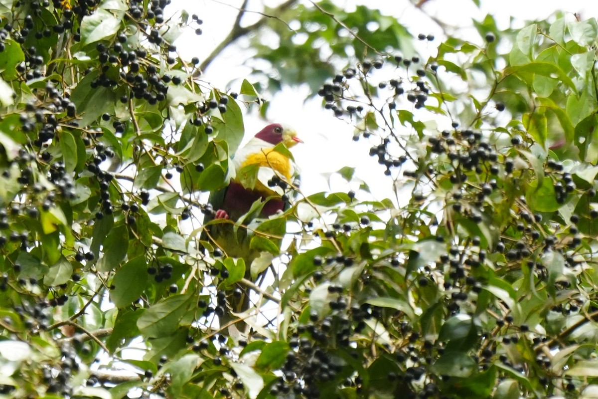 Yellow-breasted Fruit-Dove - ML628858915