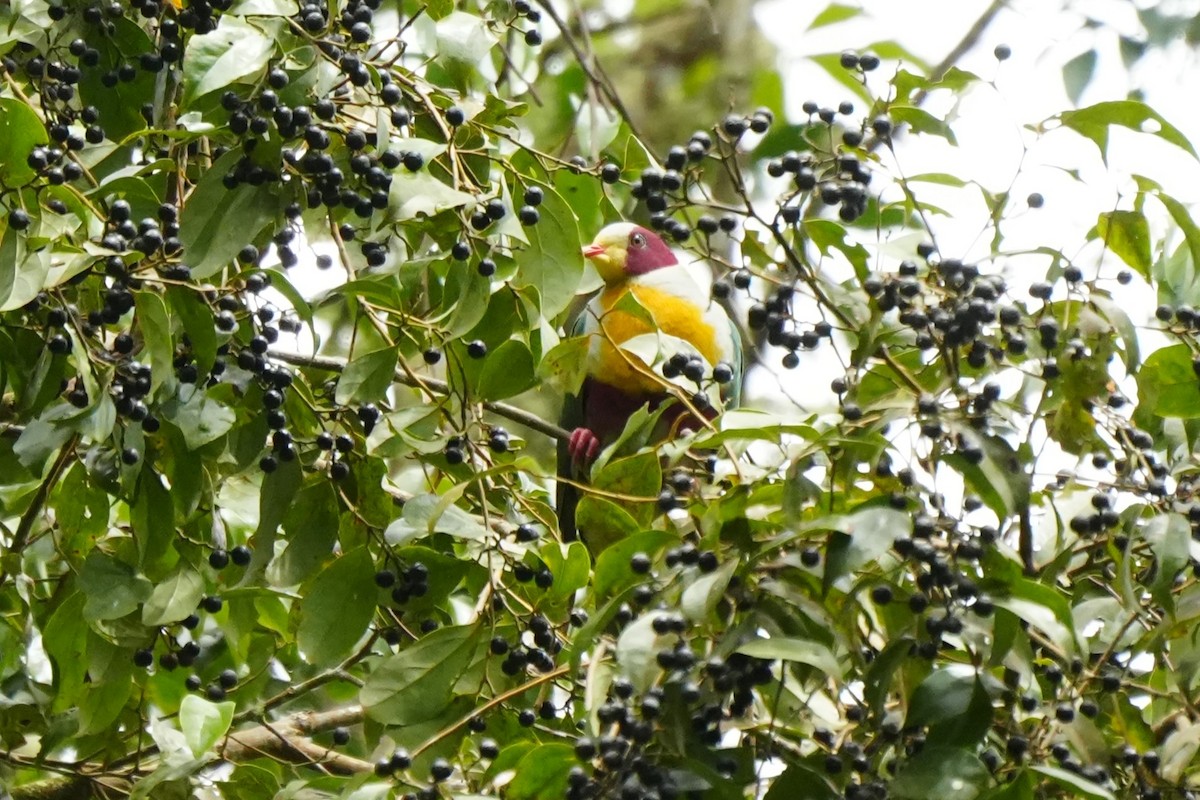 Yellow-breasted Fruit-Dove - ML628858916