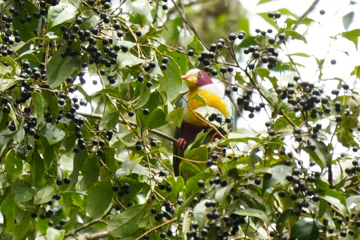 Yellow-breasted Fruit-Dove - ML628858917