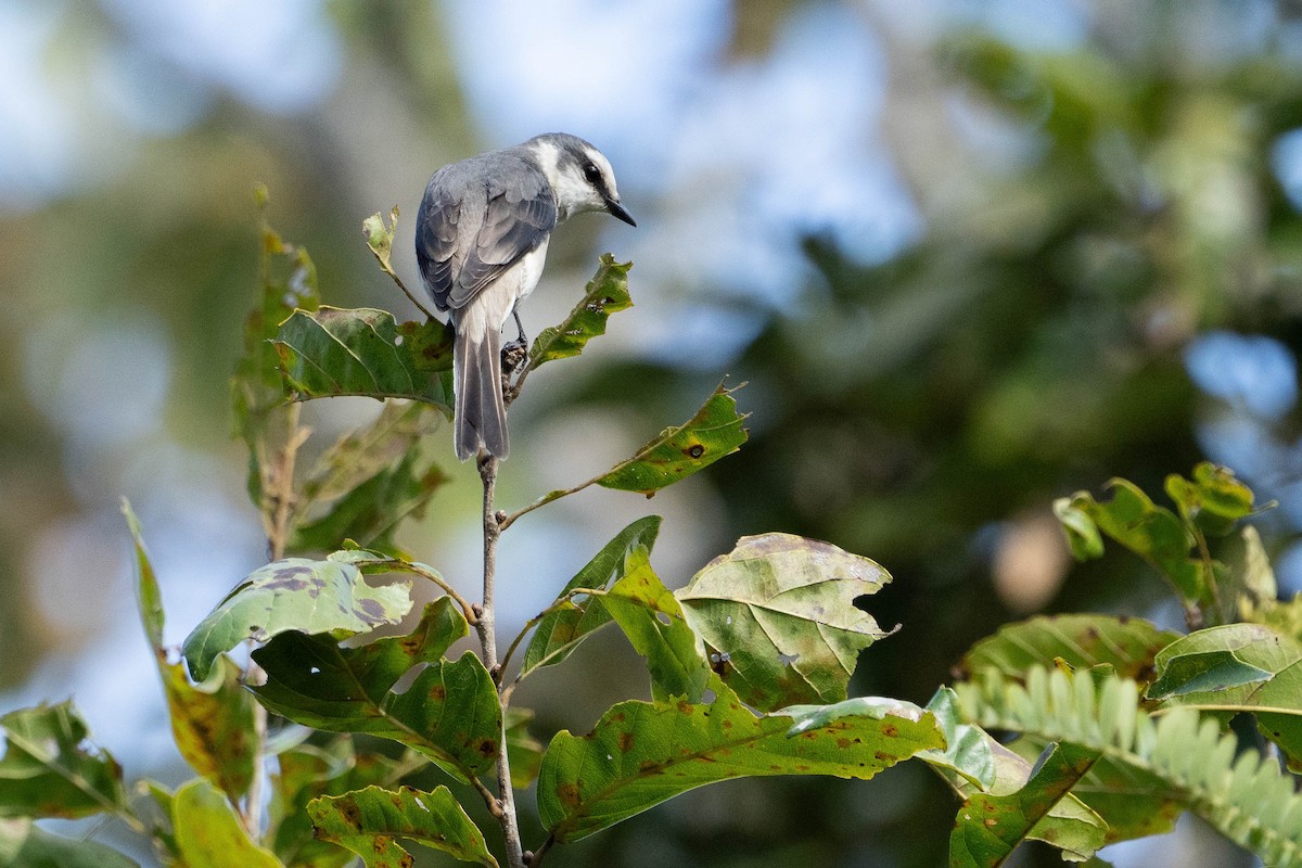 Brown-rumped Minivet - ML628859117