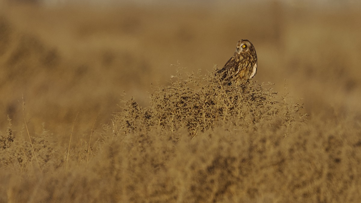 Short-eared Owl - ML628859205