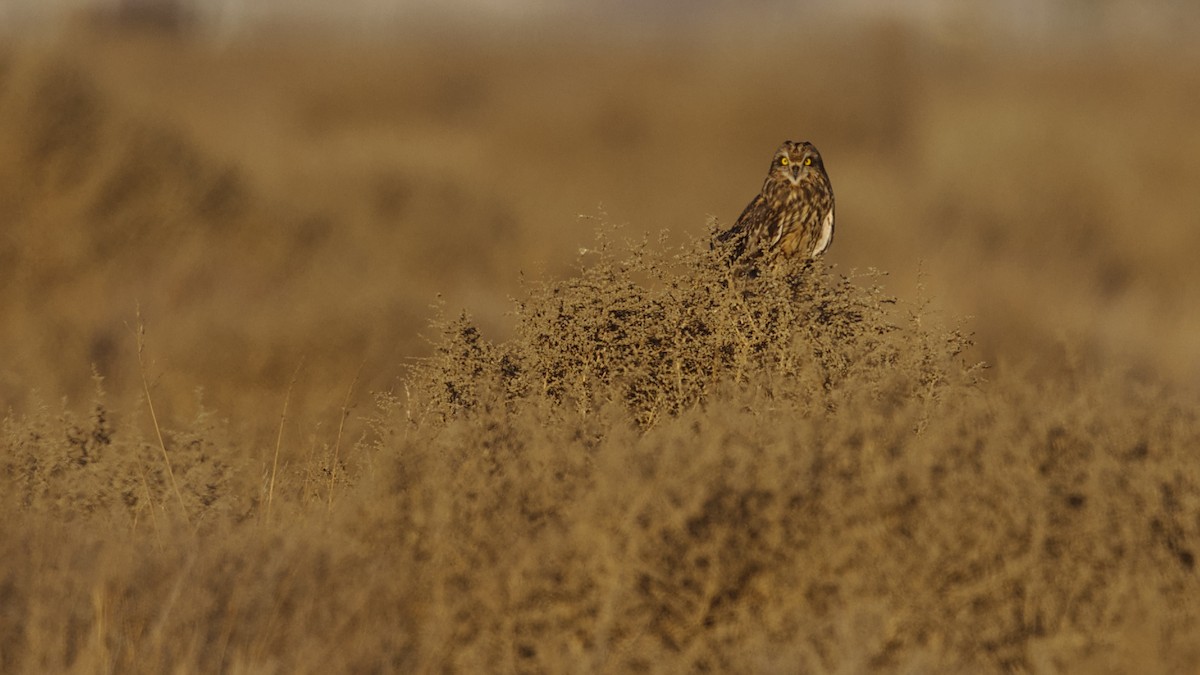 Short-eared Owl - ML628859227