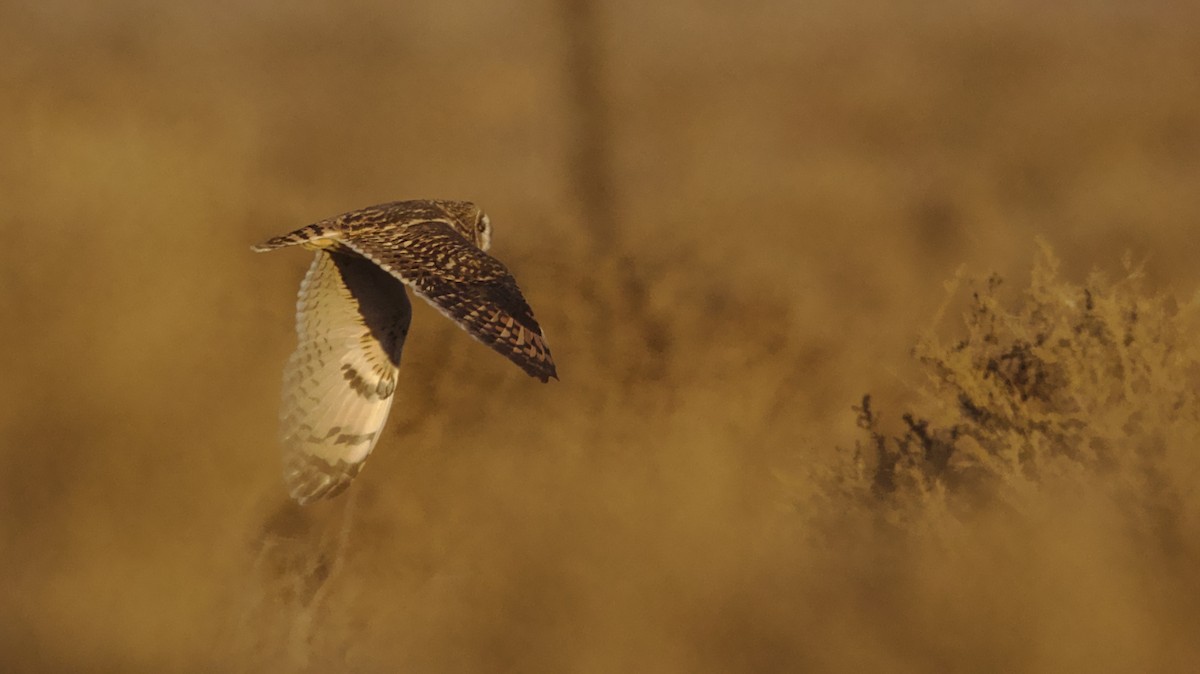 Short-eared Owl - ML628859239
