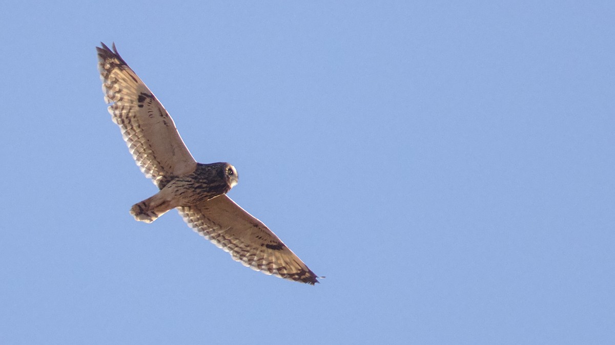 Short-eared Owl - ML628859256