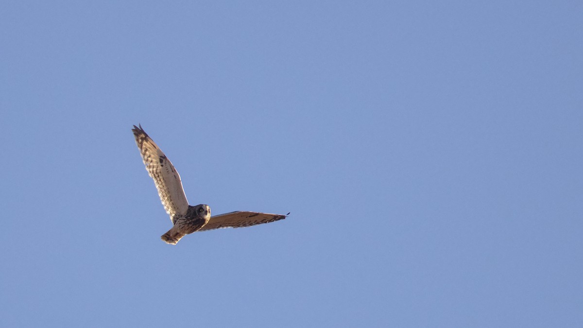 Short-eared Owl - ML628859257