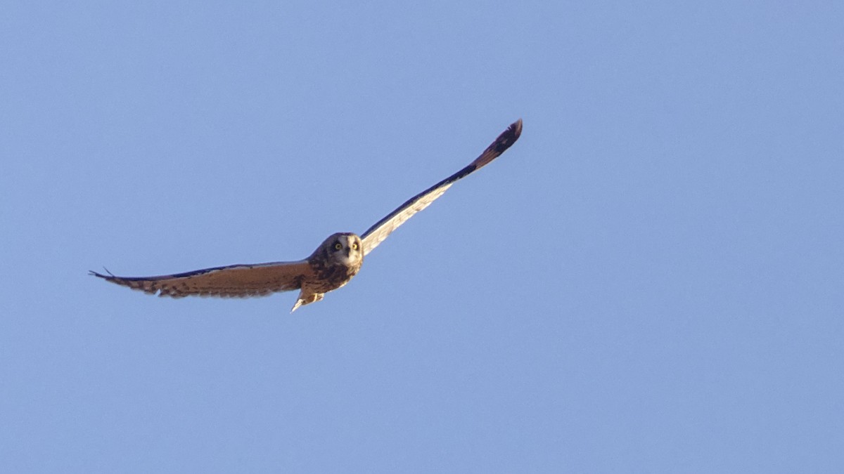 Short-eared Owl - ML628859270