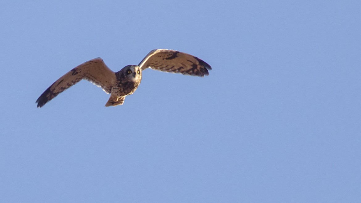 Short-eared Owl - ML628859271