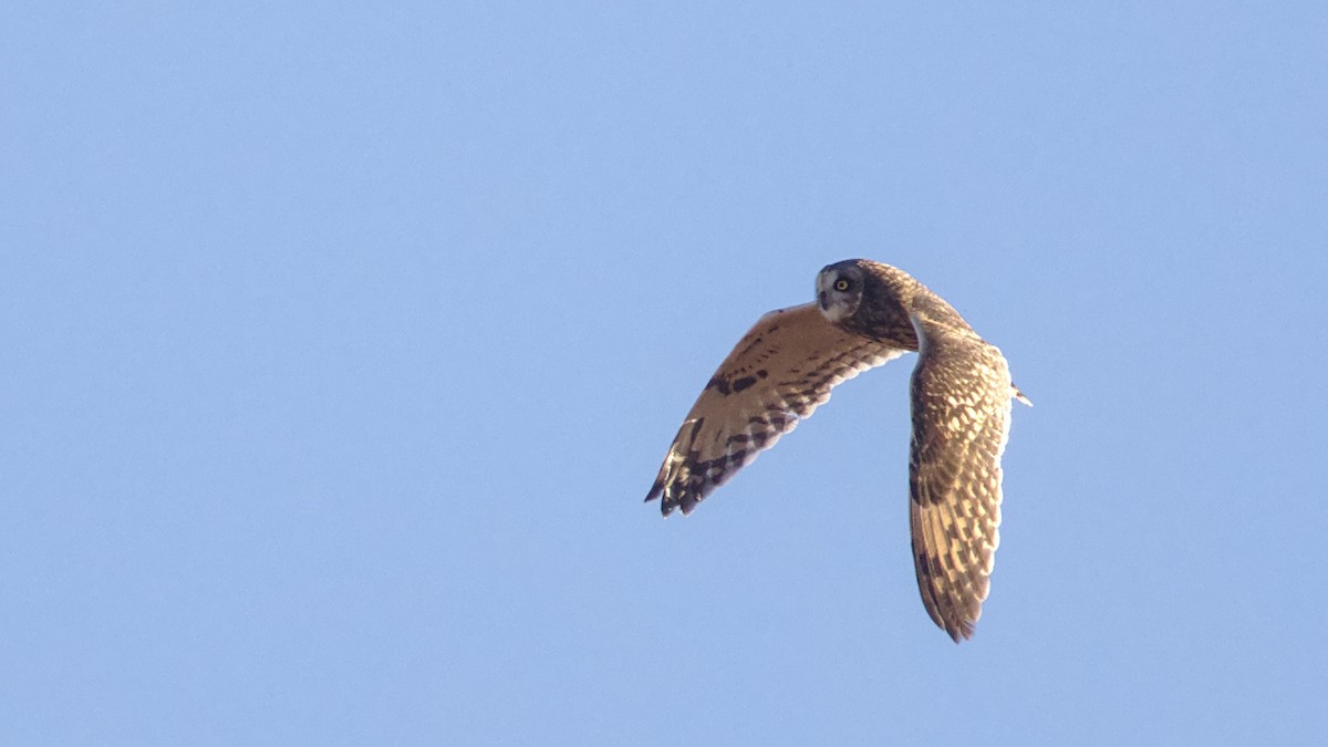 Short-eared Owl - ML628859272