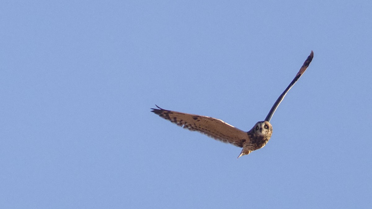Short-eared Owl - ML628859273