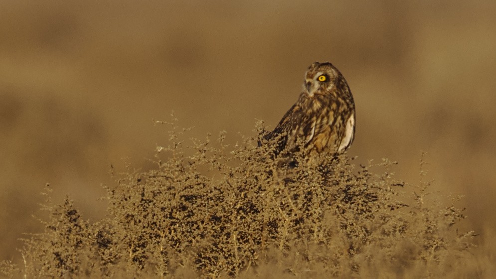 Short-eared Owl - ML628859298