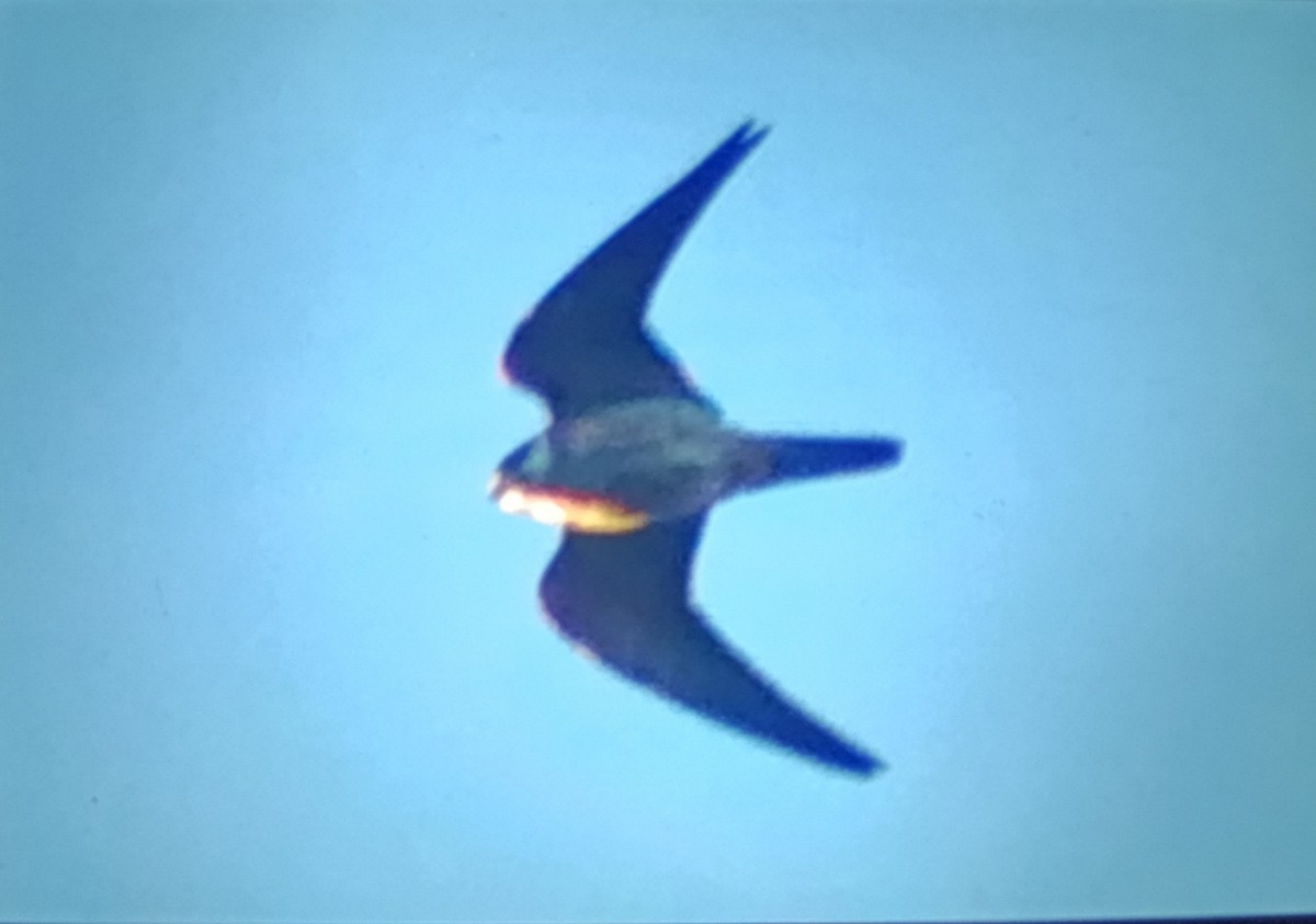 Eleonora's Falcon - ML628859399