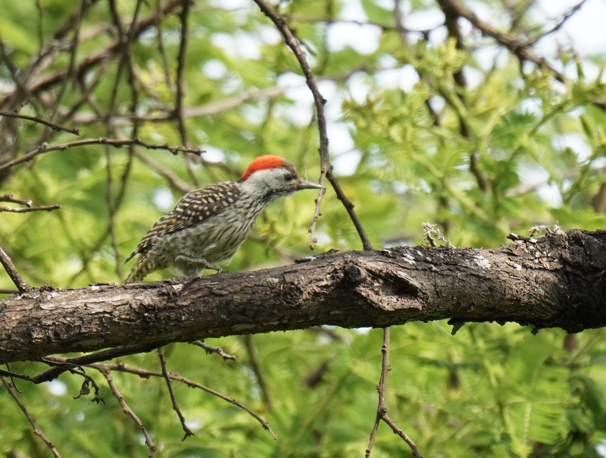 Cardinal Woodpecker - ML628859777