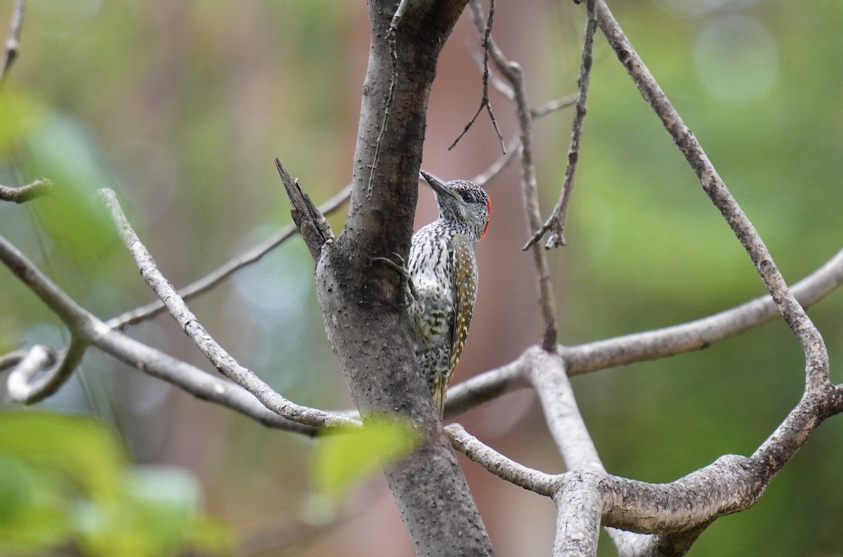 Golden-tailed Woodpecker - ML628859786