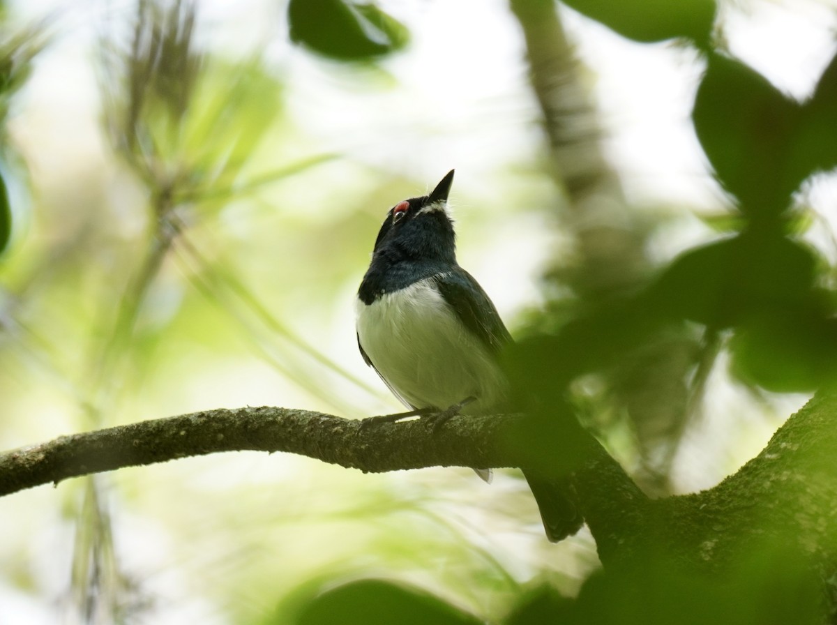 Black-throated Wattle-eye - ML628859799